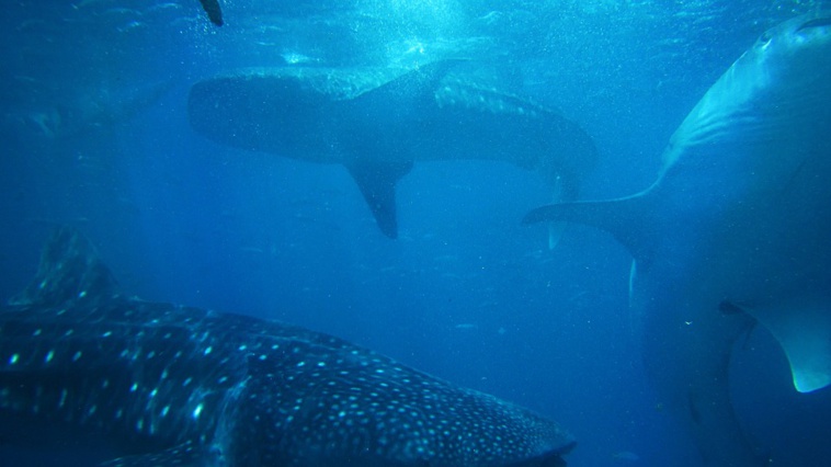 Réunion : nouvelle attaque de requin