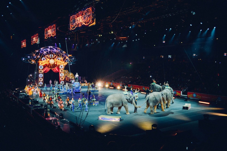 Les animaux sauvages dans les cirques itinérants progressivement interdits