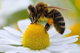 Des abeilles démineuses