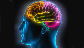 Le cerveau utilisé à seulement 10% de ses capacités, un mythe