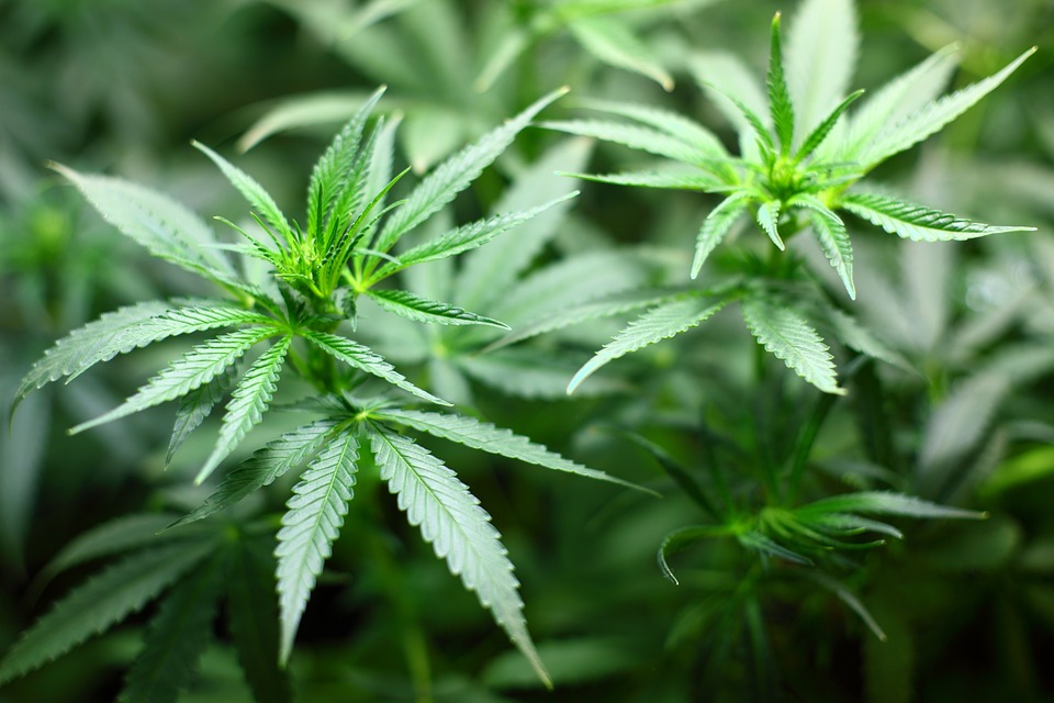 Cannabis : le Cese confirme que la politique du gouvernement est un échec