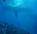 Réunion : nouvelle attaque de requin