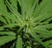 Un rapport propose de légaliser le cannabis en suivant la voie des jeux en ligne