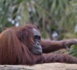 Découverte d’une nouvelle espèce d’orang-outan à Sumatra