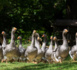 New York : le foie gras interdit à la commercialisation dès 2022