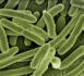 8.000 morts au Japon à cause de deux bactéries antibiorésistantes