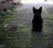 Municipales : à Rennes LFI présente un chat… et ce n’est pas original