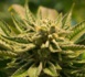 Cannabis : Darmanin se prononce encore contre la légalisation de « cette merde »