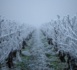 Vignobles gelés : des pertes qui devraient se chiffrer en milliards