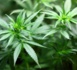 Allemagne : la coalition au pouvoir d’accord pour légaliser le cannabis