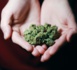 7 Français sur 10 sont favorables au cannabis thérapeutique