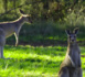 Le kangourou : animal sympathique ou nuisible ?