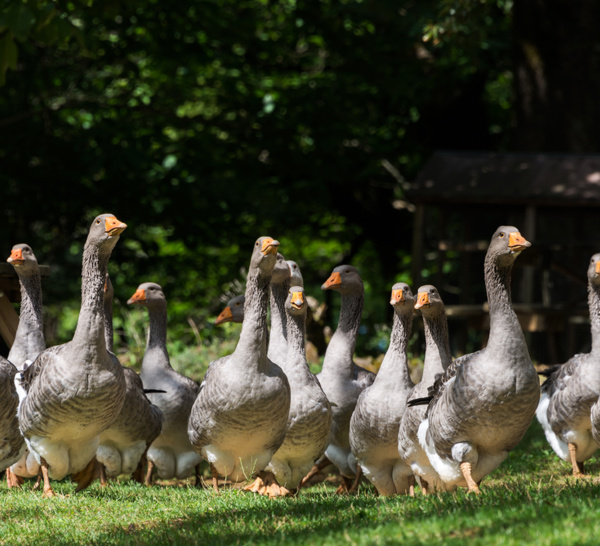 New York : le foie gras interdit à la commercialisation dès 2022