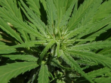 Un rapport propose de légaliser le cannabis en suivant la voie des jeux en ligne