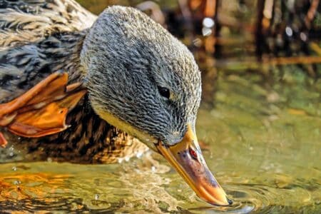 Grippe aviaire détectée dans un élevage du Tarn