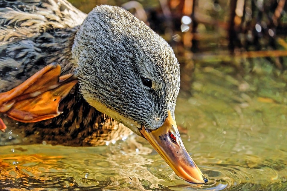 Grippe aviaire détectée dans un élevage du Tarn