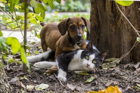 Taiwan interdit la consommation de chiens et de chats