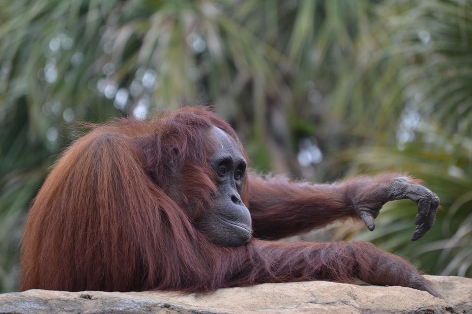 Découverte d’une nouvelle espèce d’orang-outan à Sumatra