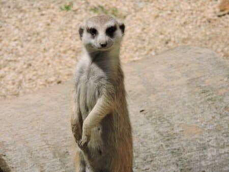 Notre-Dame de Paris, l’origine des rumeurs d’attentat
