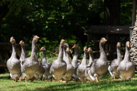 New York : le foie gras interdit à la commercialisation dès 2022