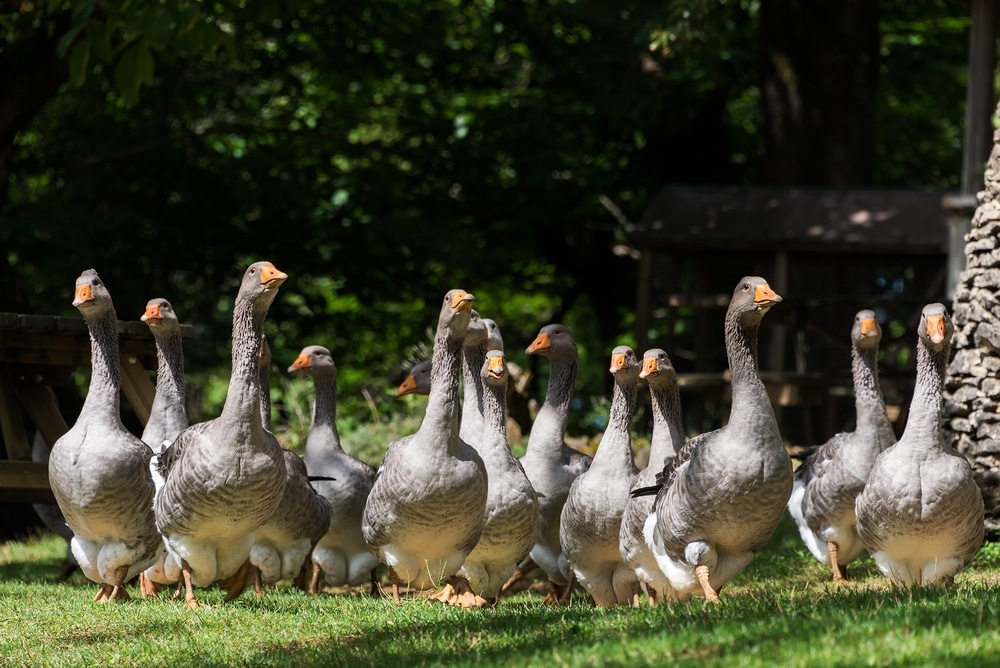New York : le foie gras interdit à la commercialisation dès 2022
