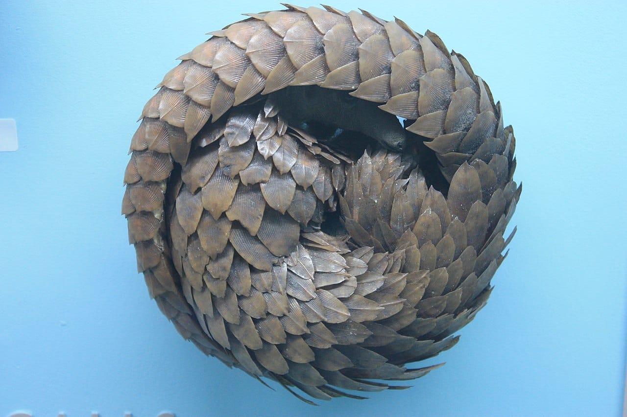 Coronavirus : le pangolin pourrait l’avoir transmis à l’homme