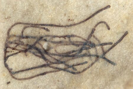 Le record du fossile de plante le plus vieux du monde a été battu