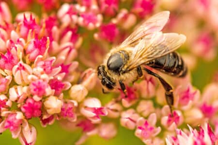 Agriculture et transition écologique : réformes ou Révolution ?