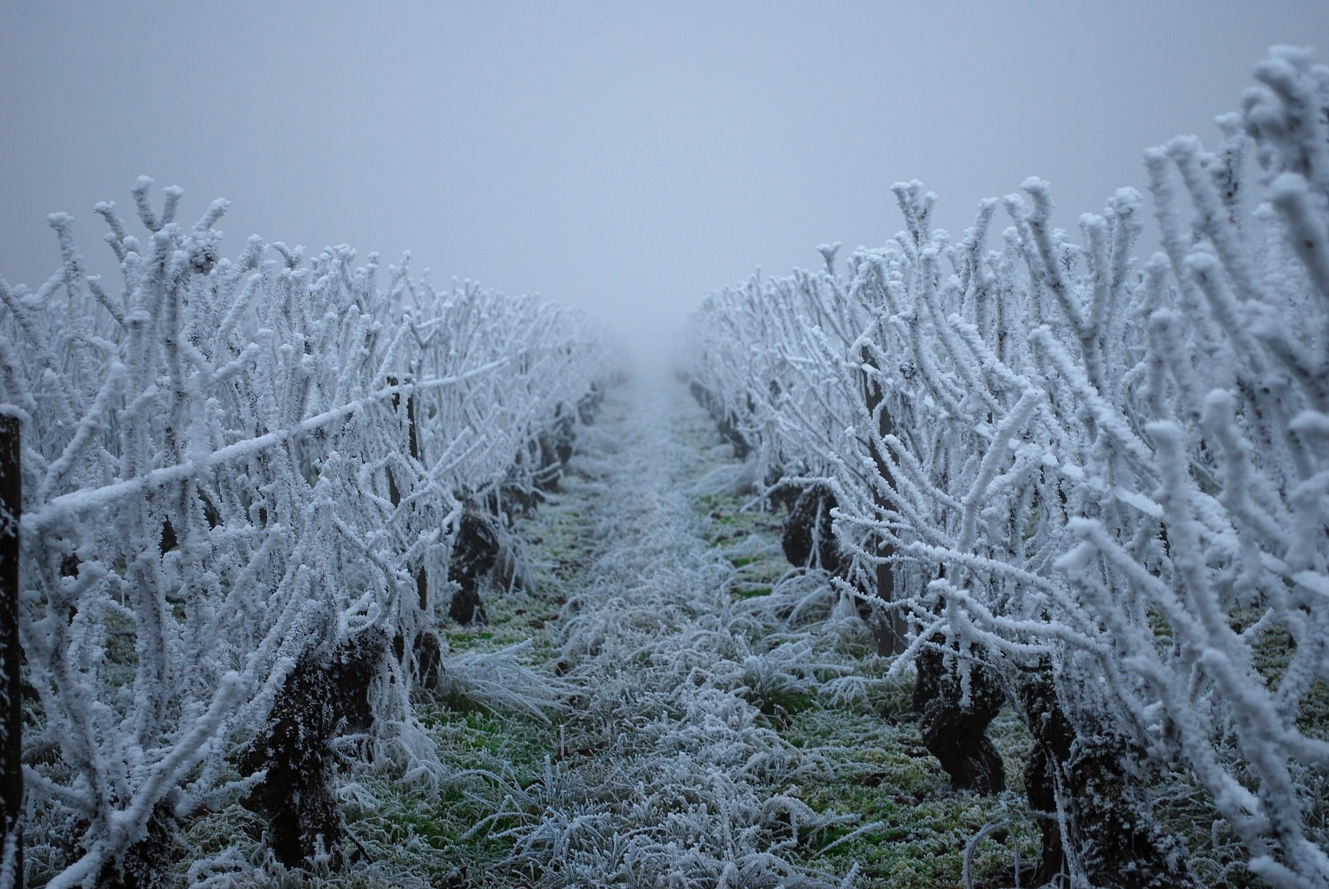 Vignobles gelés : des pertes qui devraient se chiffrer en milliards