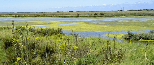 L’Ile de Ré se met aux influenceurs pour attirer les touristes