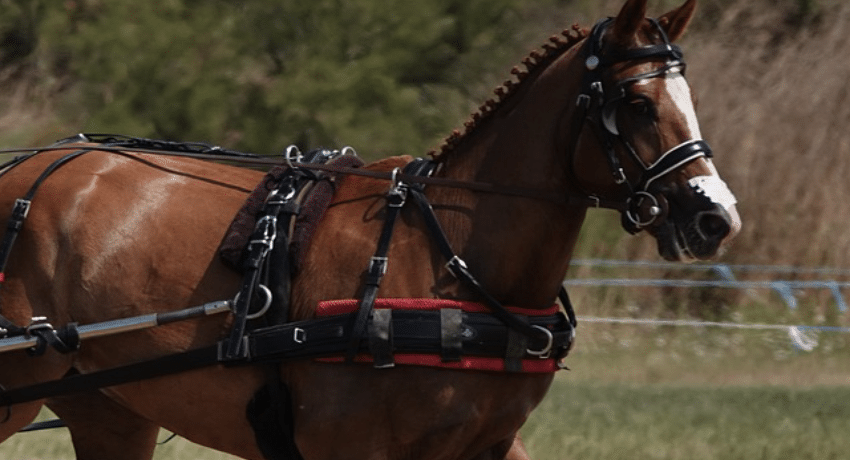 Les premiers pas du Puy du Fou au cinéma