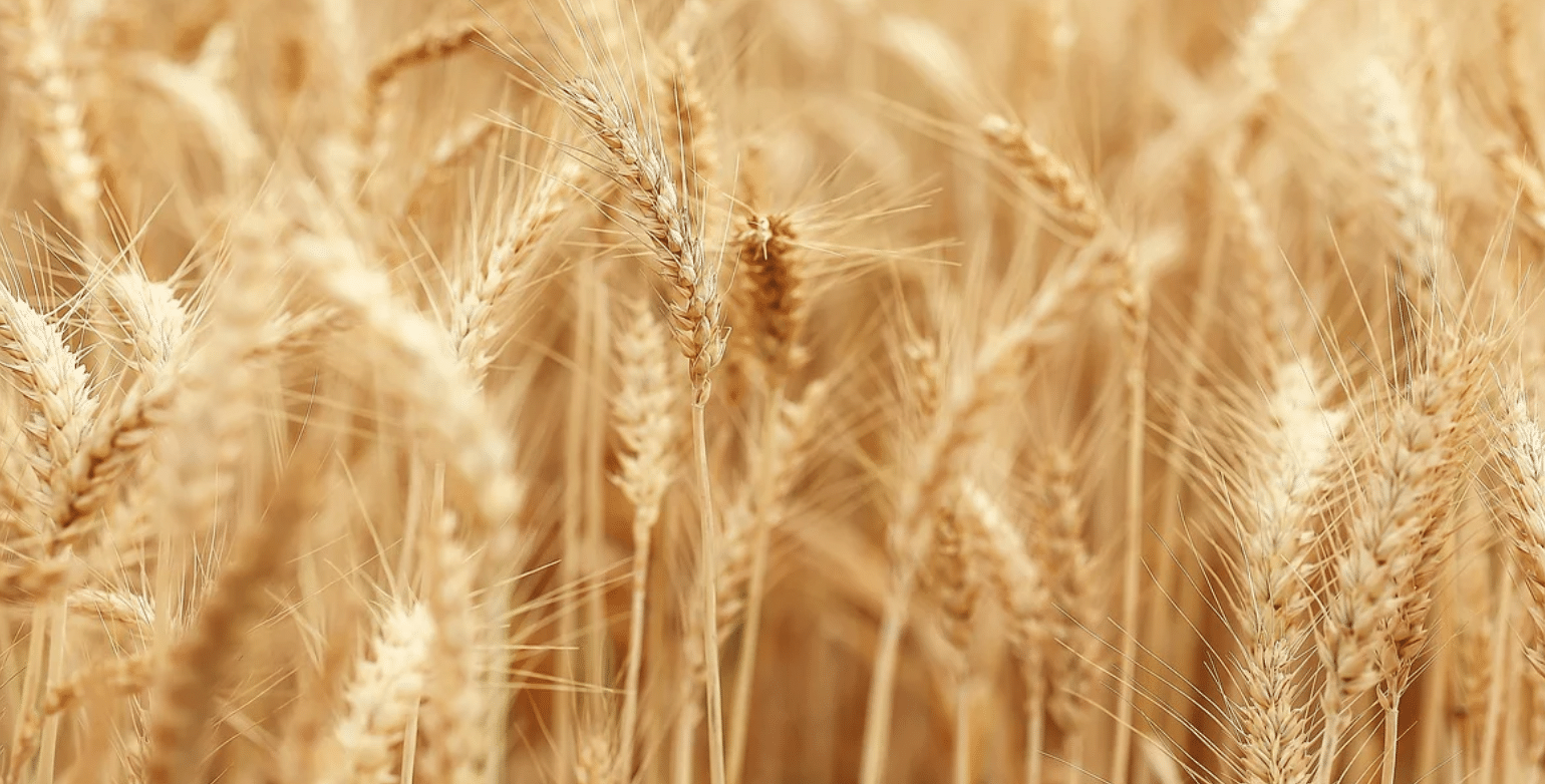 L’UE mobilise 600 millions d’euros pour aider l’Afrique face à la crise alimentaire