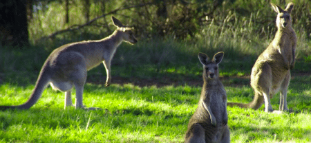 Le kangourou : animal sympathique ou nuisible ?