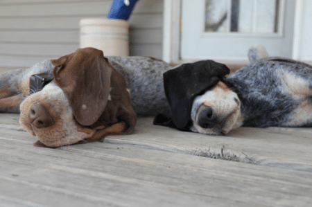 Pipi de chat contre caca de chien
