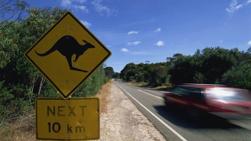 Danger, kangourous