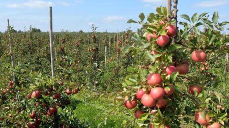 Des fruits invendus aux confiseries