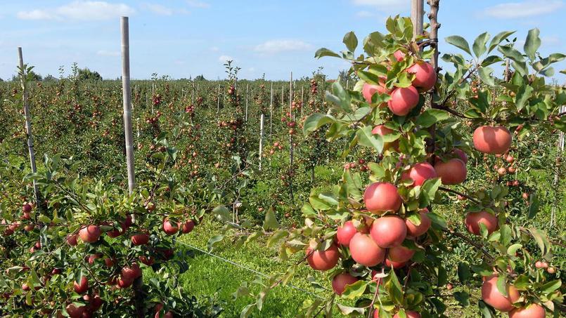 Des fruits invendus aux confiseries