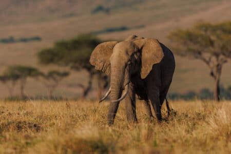 Top 10 Des Plus Grands Pays Dafrique Un Voyage A Travers Le Continent