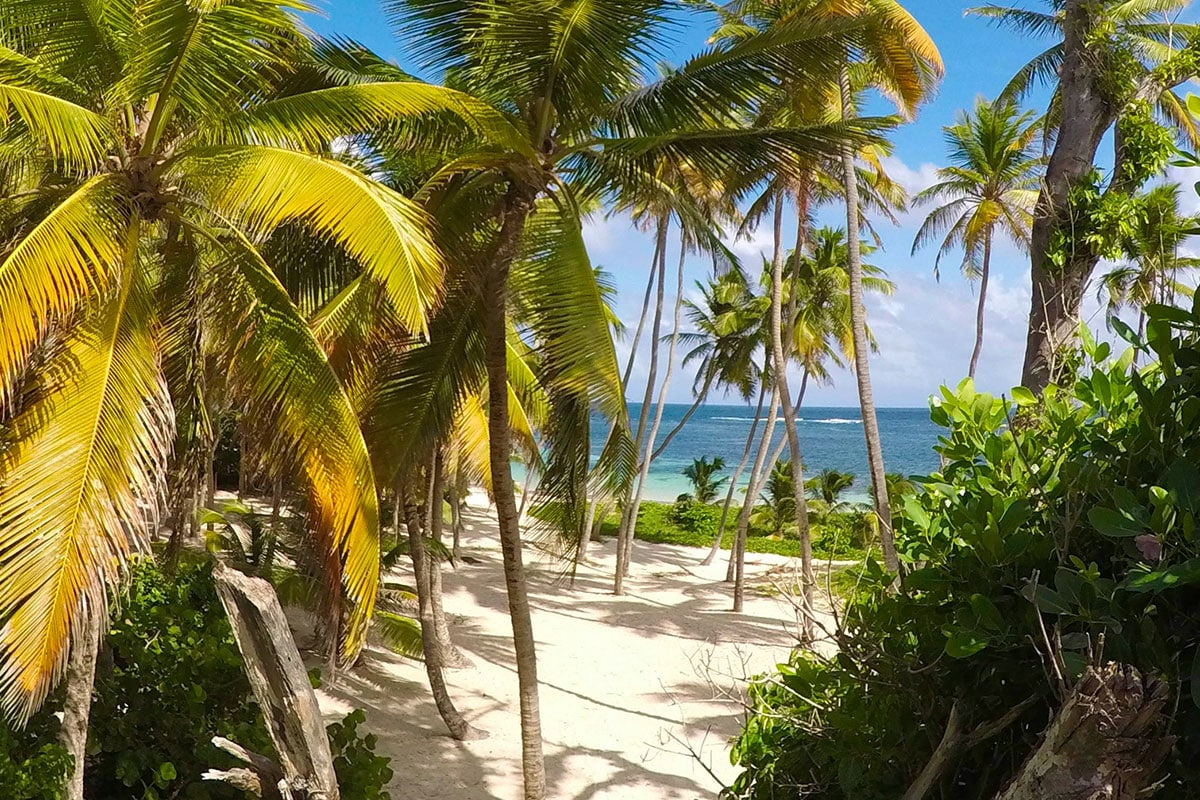 Martinique : l'île aux fleurs, un vrai bijou des Caraïbes