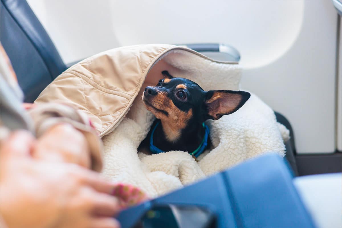 Les animaux de compagnie s'envolent en Italie : la révolution du transport aérien