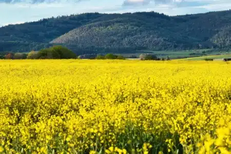 Avully : une échappée bucolique aux portes de Genève