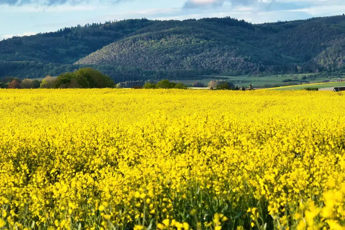 Avully : une échappée bucolique aux portes de Genève