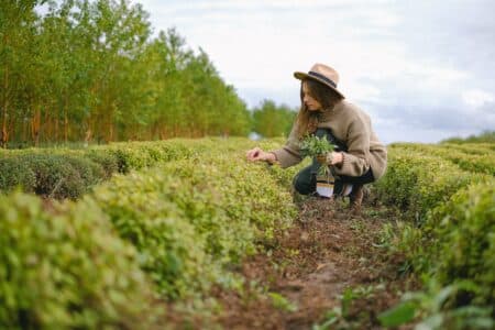 Loi Duplomb Un Test De Coherence Pour La Politique Agricole Francaise