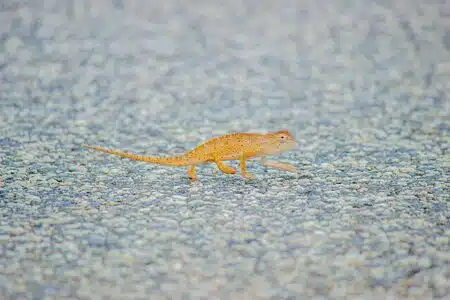 Nice Chameleon Portrait