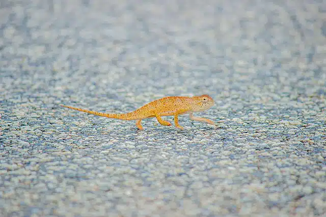 Nice Chameleon Portrait