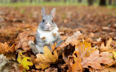 Little,funny,grey,rabbit,sitting,in,leaves,in,autumn.,cute