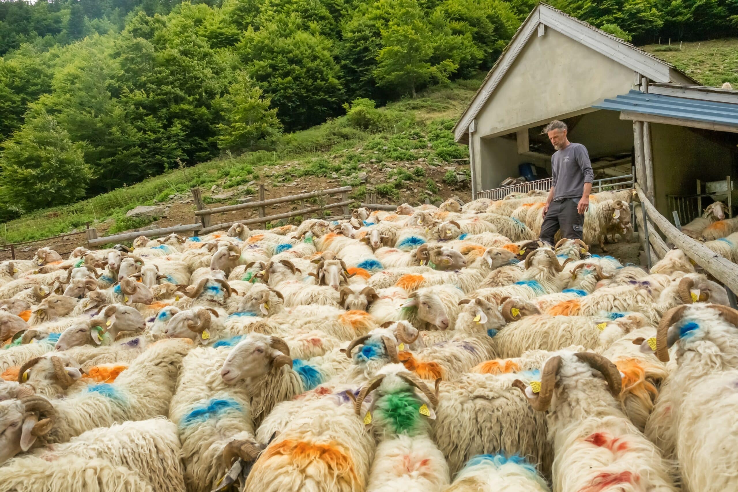 Pyrenees,,france, ,august,29,,2024:,sheep,farm,in,the