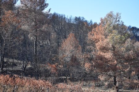 Coustouge Feu Des Corbières 2025 01