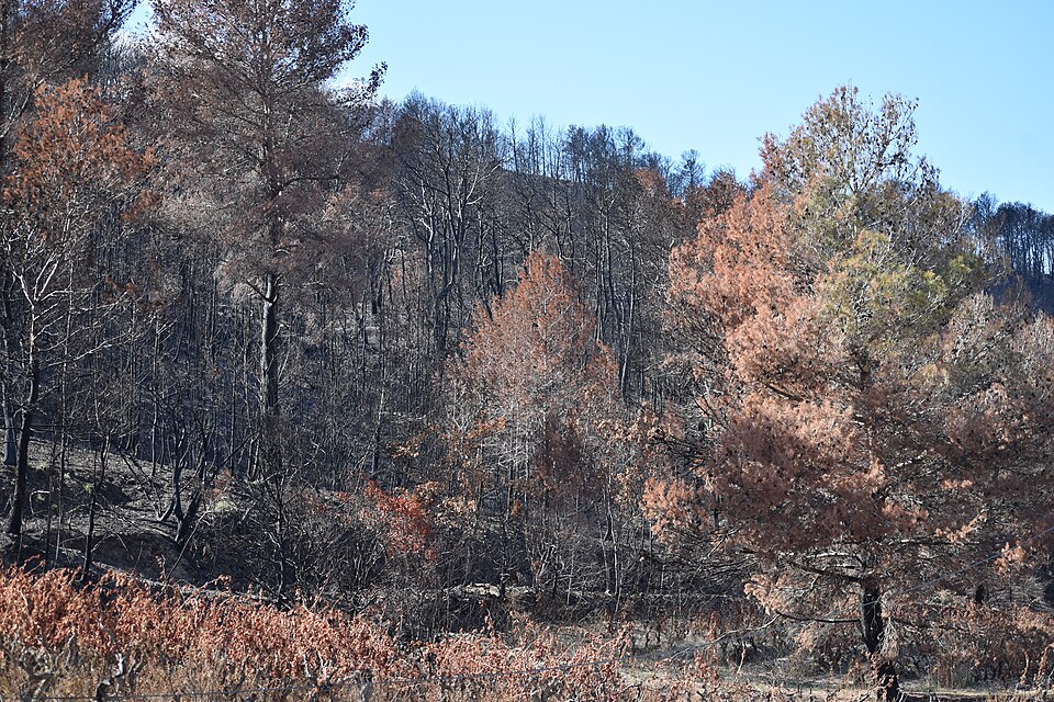 Coustouge Feu Des Corbières 2025 01